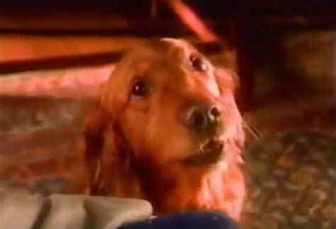 did the bush bean guy die|Talking Dog Duke Of Bushs Baked Beans Dies